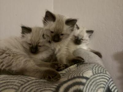 Luna And Kojai Bears Babies - Balinese - Gallery Photo #1