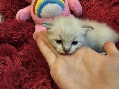 Bunny - Ragdoll - Gallery Photo #1