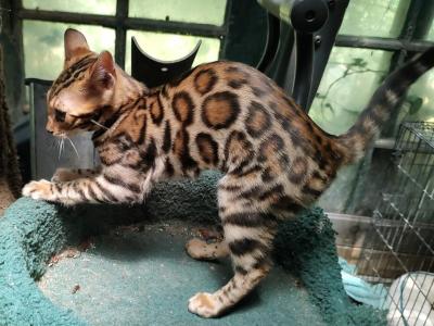 Quillan's Rich Brown Girl - Bengal - Gallery Photo #1