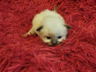 Merlin - Ragdoll - Gallery Photo #1