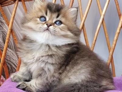 Zachar - British Shorthair - Gallery Photo #1