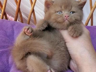 Yara - British Shorthair - Gallery Photo #1