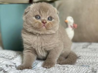 Nola - Scottish Fold - Gallery Photo #1
