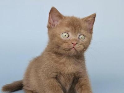 Atlas - British Shorthair - Gallery Photo #1