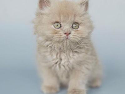 Angel - British Shorthair - Gallery Photo #1