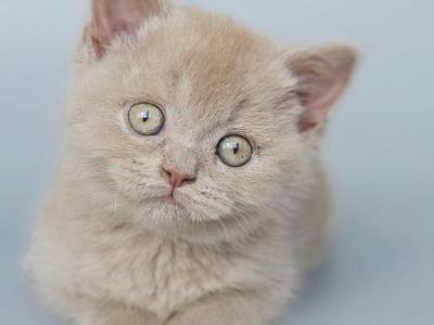 Aster - British Shorthair - Gallery Photo #1