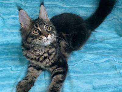 Jetta - Maine Coon - Gallery Photo #1