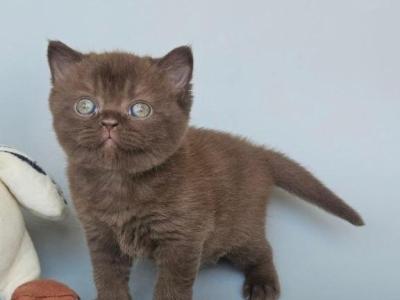 Ash - British Shorthair - Gallery Photo #1