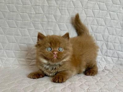 Bob - British Shorthair - Gallery Photo #1