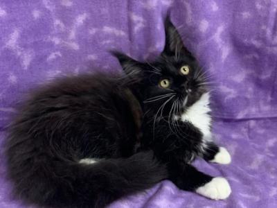 Trisha Female - Maine Coon - Gallery Photo #1