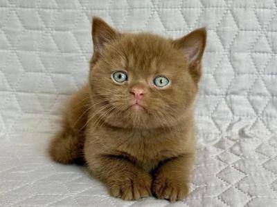 Bazzit - British Shorthair - Gallery Photo #1