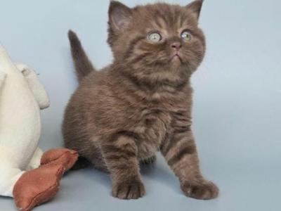 Aurelia - British Shorthair - Gallery Photo #1