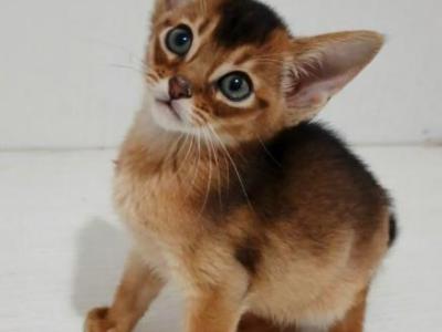 Gemma - Abyssinian - Gallery Photo #1