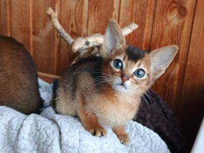 Grace - Abyssinian - Gallery Photo #1