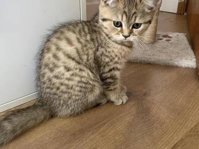 Spotted Tabby Girl - Scottish Straight - Gallery Photo #1