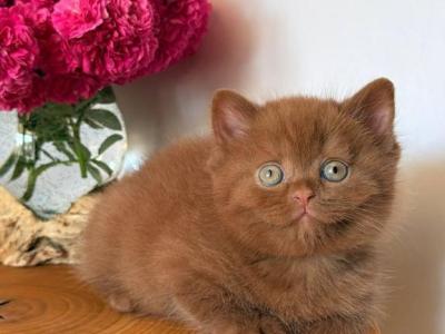 Fudge - British Shorthair - Gallery Photo #1