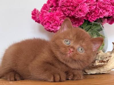 Fendi - British Shorthair - Gallery Photo #1