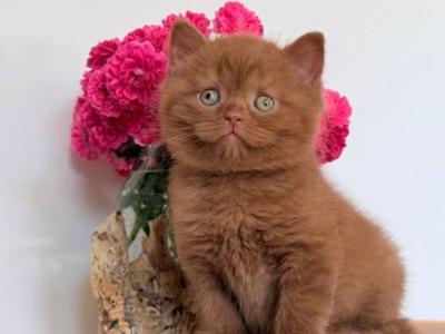 Finn - British Shorthair - Gallery Photo #1
