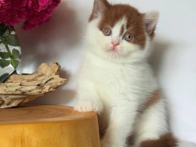 Ferris - British Shorthair - Gallery Photo #1