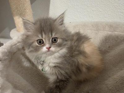 Persian Purebred Litter 5 - Persian - Gallery Photo #1