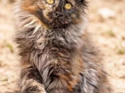 Fluffy Female Maine Coon - Maine Coon - Gallery Photo #1