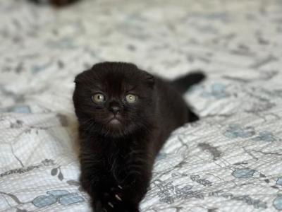 Nelson - Scottish Fold - Gallery Photo #1