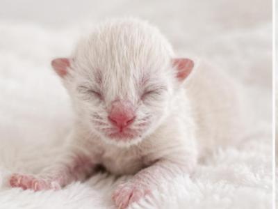 Sophia - Ragdoll - Gallery Photo #1
