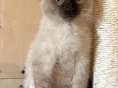 Aldo - Siamese - Gallery Photo #1
