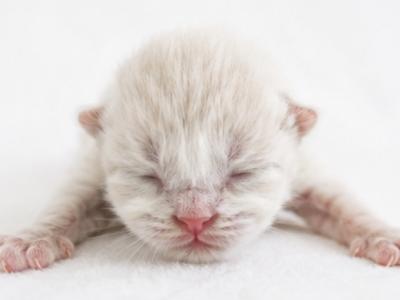 Miles - Ragdoll - Gallery Photo #1