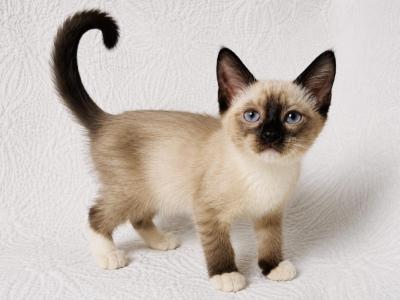 Female Snowshoe Siamese - Siamese - Gallery Photo #1