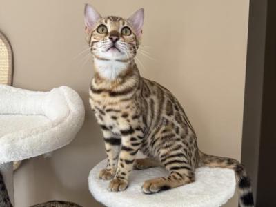 Jade - Bengal - Gallery Photo #1