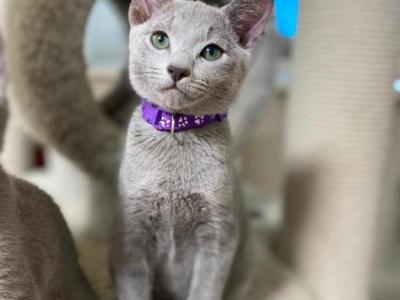 Cosmos - Russian Blue - Gallery Photo #1