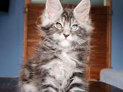 Picasso Blue Gold - Maine Coon - Gallery Photo #1