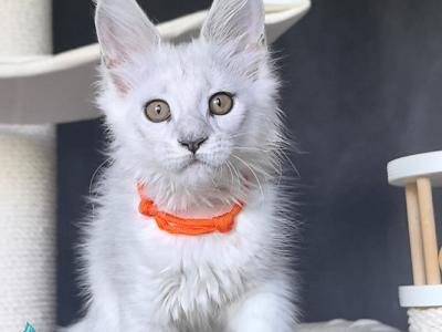 Ulina - Maine Coon - Gallery Photo #1