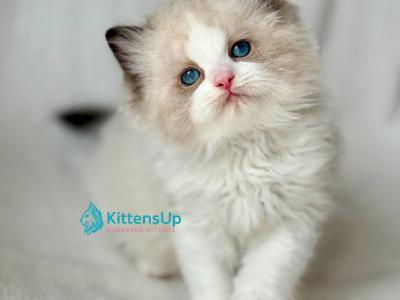 Yulik - Ragdoll - Gallery Photo #1