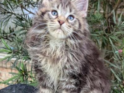 Laura - Maine Coon - Gallery Photo #1