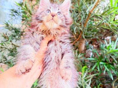 Iness Fluffy  Female - Maine Coon - Gallery Photo #1