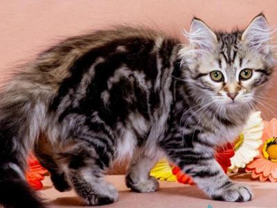 Varya - Siberian - Gallery Photo #1