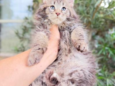 Leo Fluffy Giant Line Male - Maine Coon - Gallery Photo #1