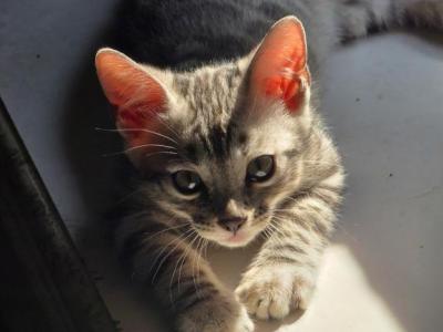 Baby Boy Light Silver - Bengal - Gallery Photo #1