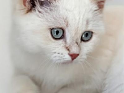 Lansle - British Shorthair - Gallery Photo #1
