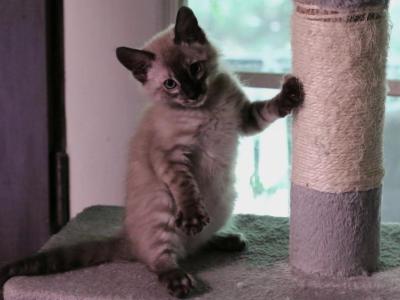 Snow Bengals - Bengal - Gallery Photo #1