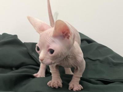 Supers - Sphynx - Gallery Photo #1