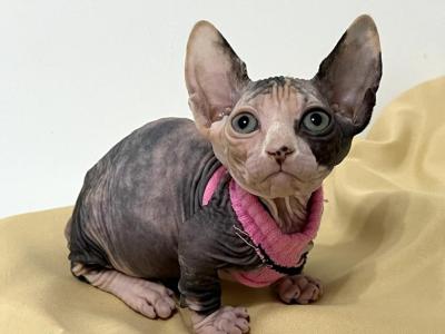 Super - Sphynx - Gallery Photo #1