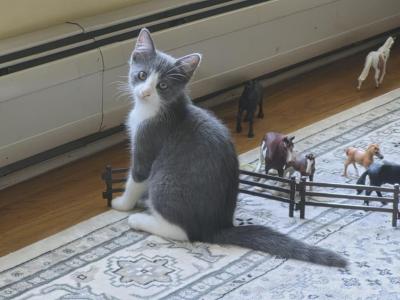 Bea - Domestic - Gallery Photo #1