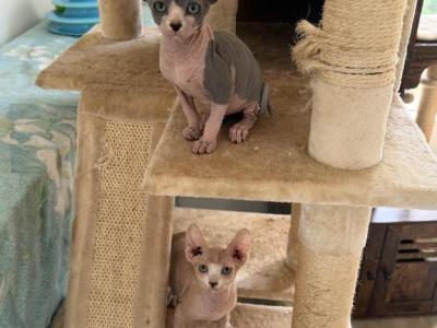 Sphynx Kittens - Sphynx - Gallery Photo #1