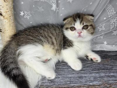 Cupcake - Munchkin - Gallery Photo #1