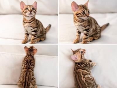 Romeo - Bengal - Gallery Photo #1