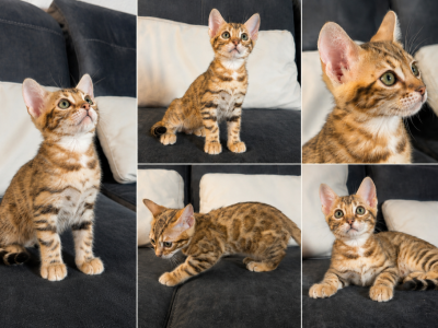 Little Princess - Bengal - Gallery Photo #1