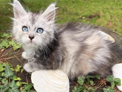 Amara - Maine Coon - Gallery Photo #1